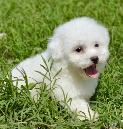 bi�onek �t��ata