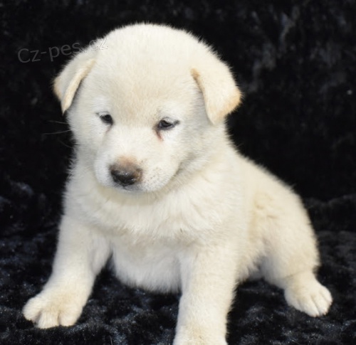 ��asn� prodej �t��at shiba inu