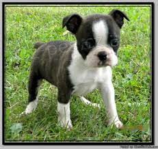 Bostonsk� teri�r2