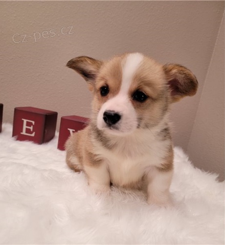 Ndhern tata Pembroke Corgi