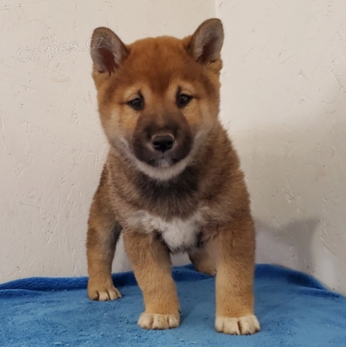 Rozko�n� �t���tka Shiba Inu jsou p�ipravena k adopci