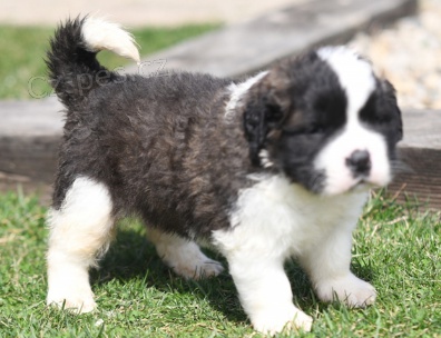 Rozko�n� �t���tka svat�ho Bernarda jsou p�ipravena k adopci