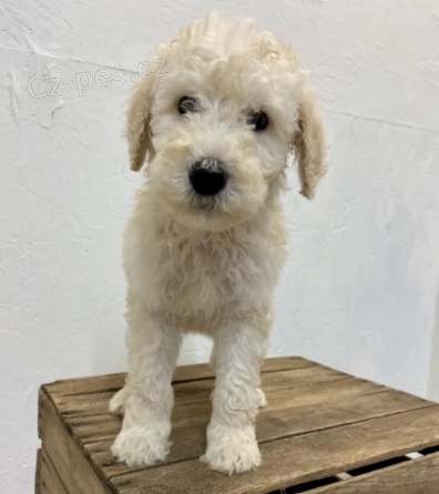 �t���tka rozko�n�ch pudl� jsou p�ipravena k adopci