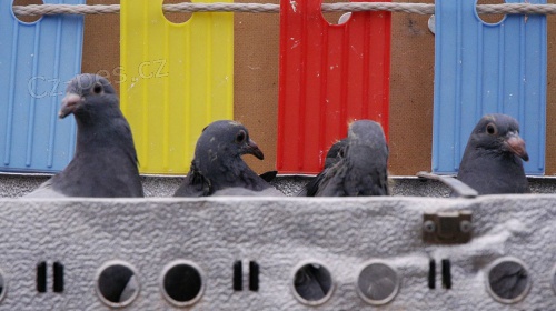 Rozko�n� holub je p�ipraven k prodeji.