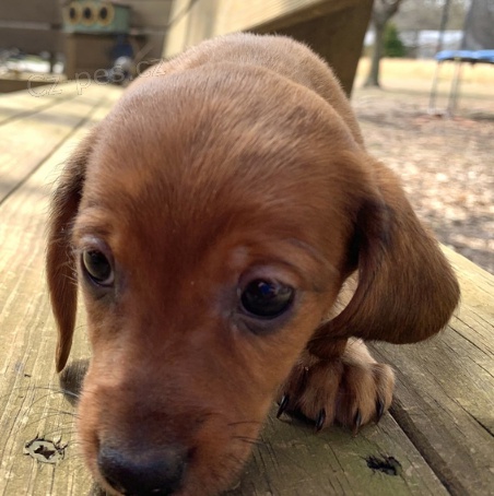 �t��ata jezev��ka jsou p�ipravena k adopci.