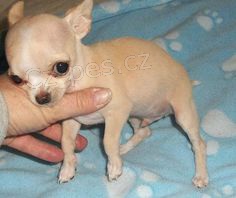 �ivava �t��ata pro adopci zdarma