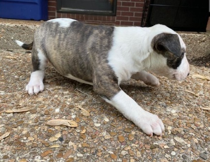 Bullteri�r �t��ata jsou p�ipravena k adopci a nov�m rodin�m.