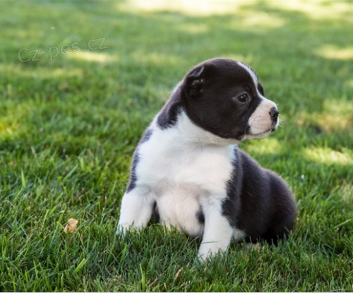 Bostonsk� teri�r �t��ata jsou p�ipravena k adopci a nov�m rodin�m.