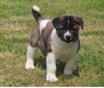 �t��ata Akita Inu jsou p�ipravena k adopci.