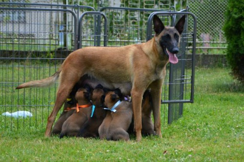 �t��ata belgick�ho ov��ka s PP