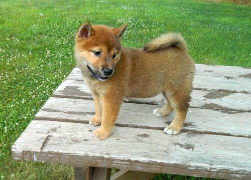 tata Shiba Inu pro milovnky domcch mazlk