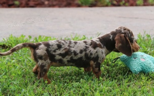 �t��ata jezev��ka k adopci