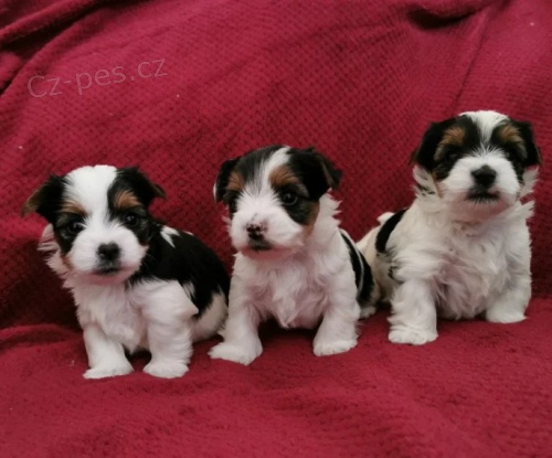 Prod�m �t���tka mini biewer teri�ra. �t���tka jsou v�echna o�kovan� a od�erven�.