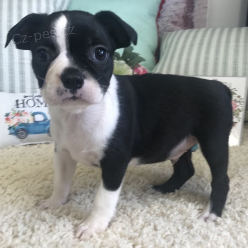 na prodej hygienicky a soci�ln� vy�kolen� �t��ata bostonsk�ho teri�ra. �t���tka jsou o�kovan�, od�erven� a p�ipraven� j�t do sv� nov� rodiny a domova.