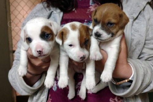 prodej n�dhern�ch a zdrav�ch �t��at jack russell. �t���tka jsou o�kovan�, od�erven� a p�ipraven� j�t do sv� nov� rodiny a domova.