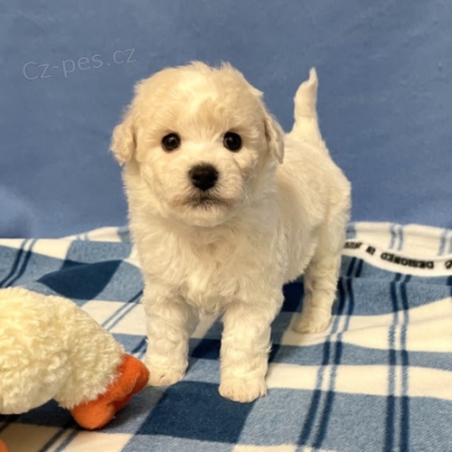 bi�onka-bi�onka-�t��ata bi�onka.