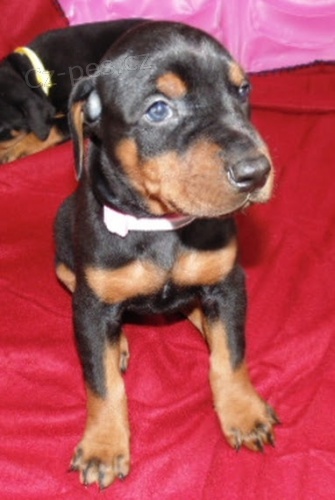 Dobrmansk� pin�.