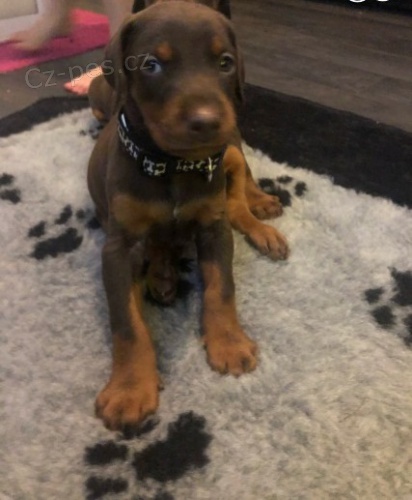 Dobrmansk� pin�. Moje �t��ata dobrmana jsou dob�e vycvi�en� a miluj� se mazlit. jsou o�kovan� a od�erven�.