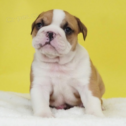 �t��ata anglick�ho buldoka na prodej o�kovan� a od�erven�.