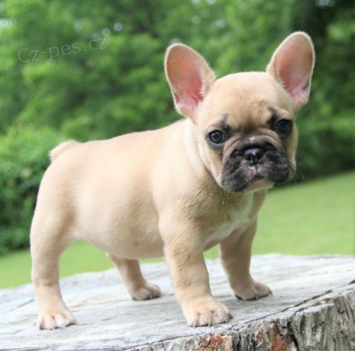 Prod�m ZDRAV� a O�KOVAN� �t��ata francouzsk�ho buldoka. Moje �t��ata jsou vychov�v�na v m�m dom� s ko�kami a jin�mi mal�mi zv��aty. Vycvi�il jsem je hygienicky a jsou velmi p��tel�t� a socializovan�.