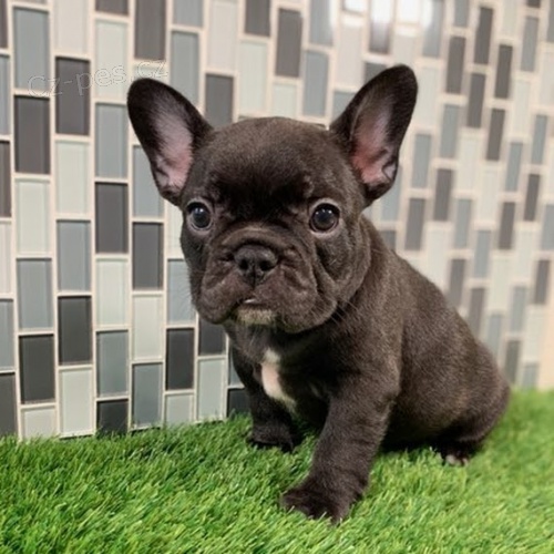 Prod�m �t��ata francouzsk�ho buldoka. �t���tka jsou v�echna zdrav�, o�kovan� a od�erven�.