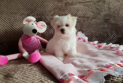 maltsk� �t��ata na prodej.