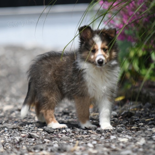 shetlandsk�ho ov��ka