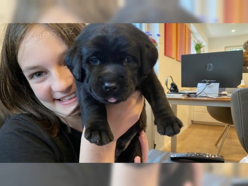 Labradorsk� retriever �t��ata s PP