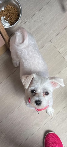 Rozko�n� vynikaj�c� maltsk� �t���tka