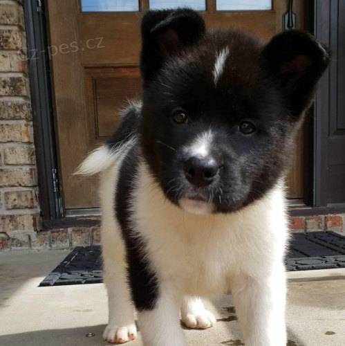 Prod�m �t��ata Akita Inu