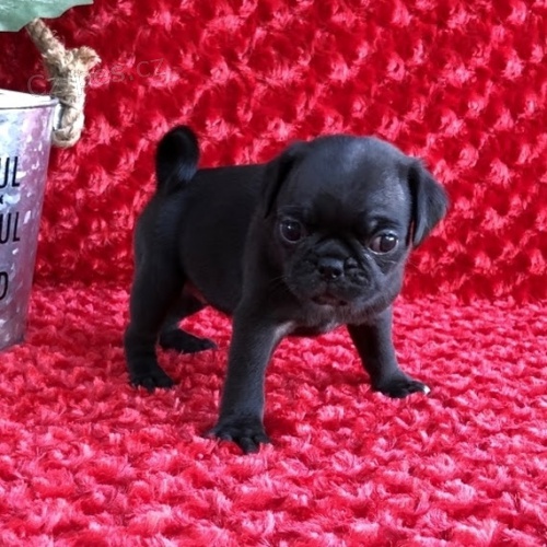 �t��ata �ern�ho mopsl�ka k adopci.