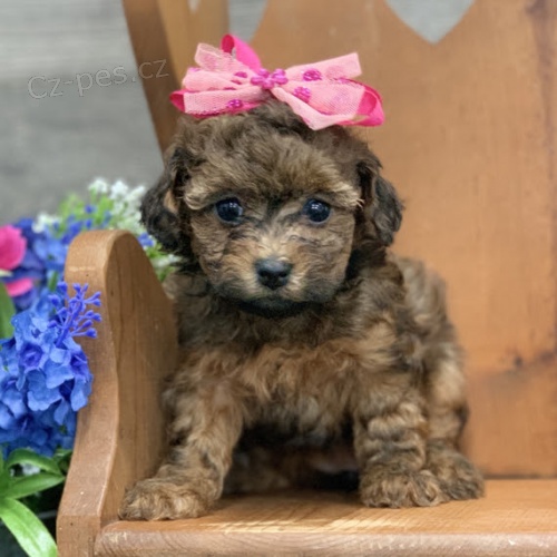 Prod�m trpasli�� �t��ata pudla a samice