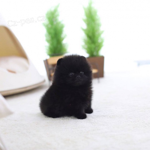 �ern� �t��ata pomeranian� k adopci