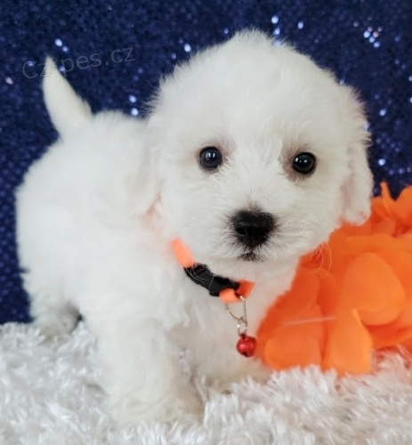 �t��ata Bichon Frise jsou k dispozici a p�ipravena k prodeji.