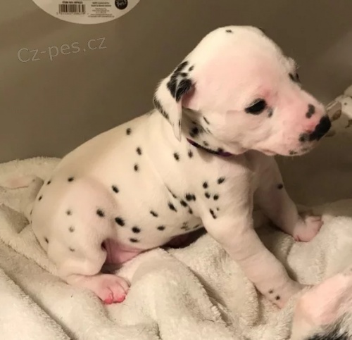 Prod�m kr�sn� a zdrav� o�kovan� dalmatinsk� �t��ata