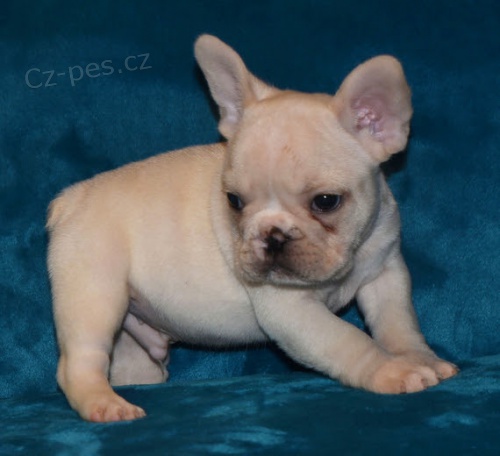 Prod�m ZDRAV� a O�KOVAN� �t��ata francouzsk�ho buldoka.