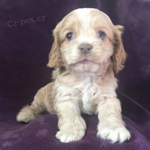 Prod�m �t��ata kokr�pan�la