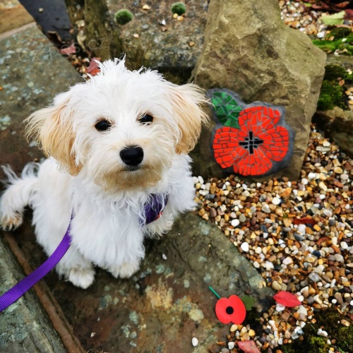 Rozko�n� �t���tka Maltipoo na prodej