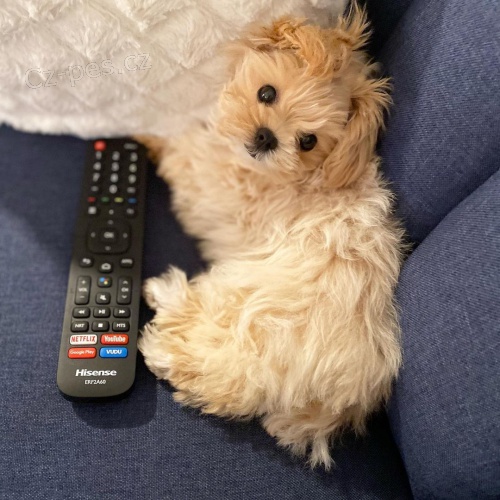 Rozko�n� �t���tka Maltipoo na prodej