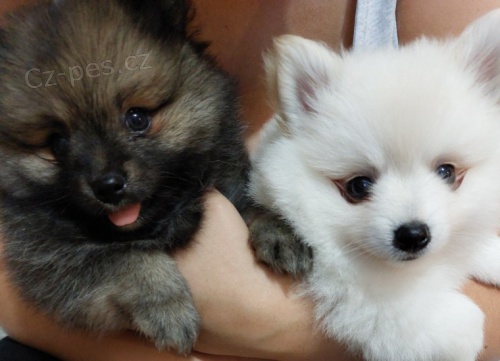Pomeranian - �t���tka s PP FCI