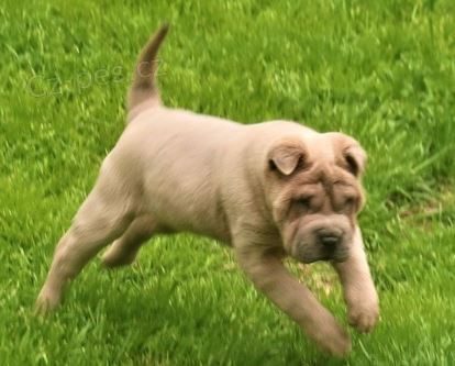 2 Shar Pei �t��ata k dispozici kontakt pro v�ce informac� a obr�zk�