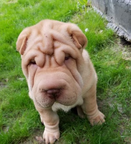 2 Shar Pei �t��ata k dispozici kontakt pro v�ce informac� a obr�zk�