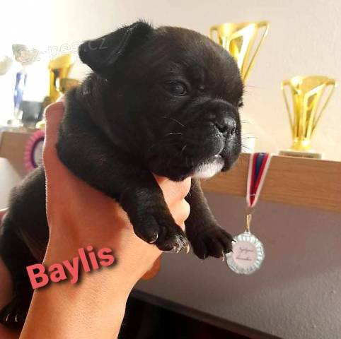 Francouzsk� buldo�ek s PP FCI