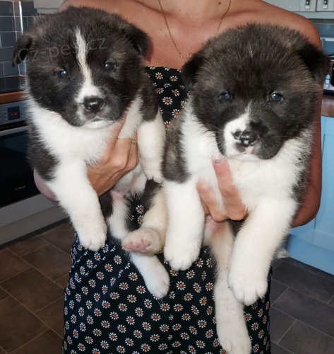 Rozkon tata Akita k adopci