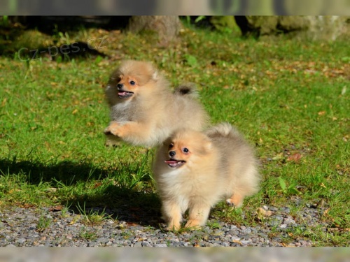N�meck� �pic trpasli�� / pomeranian s PP 