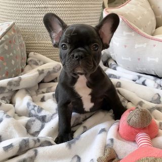 Mu� a �ena Francouzsk� buldo�ek �t��ata