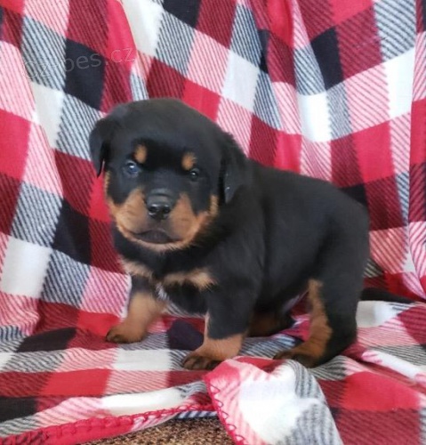 �t��ata rotvajlera 