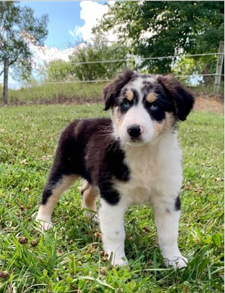 �t��ata australsk�ho teri�ra jsou p�ipravena k prodeji a nov�m rodin�m.