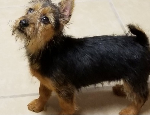 �t��ata australsk�ho teri�ra jsou p�ipravena k prodeji a nov�m rodin�m.