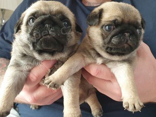 objemn� mopsl�ky (�istokrevn�)